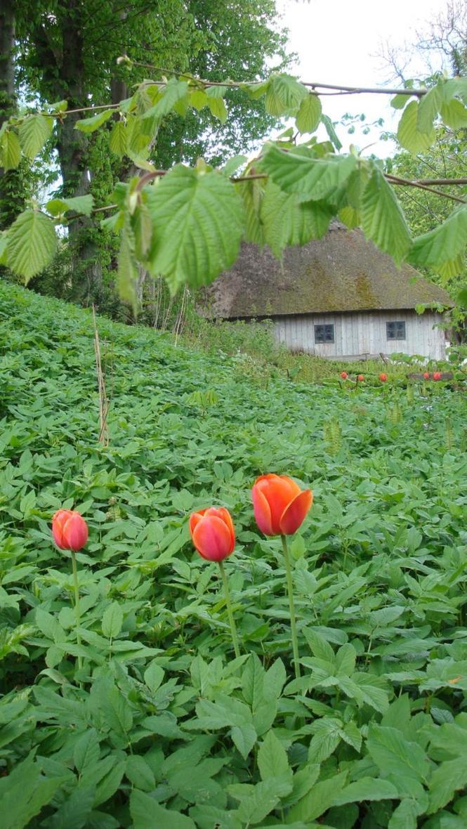 Lillemollens Bed & Breakfast Orbaek  Экстерьер фото
